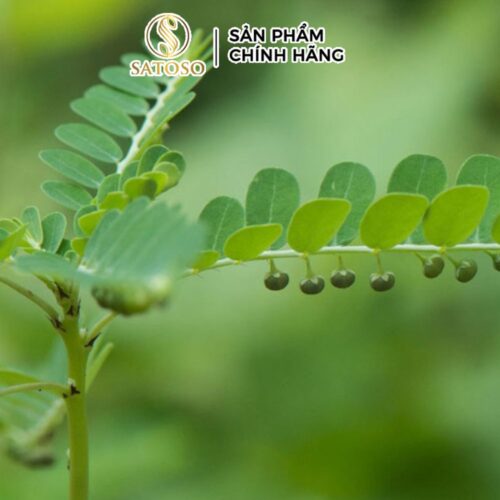 Diệp hạ châu (cây chó đẻ răng cưa) sấy khô SATOSO