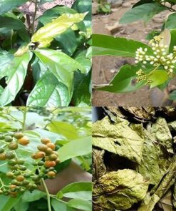Xạ đen Hoà Bình khô dạng túi lọc thượng hạng hỗ trợ tốt cho sức khoẻ SATOSO