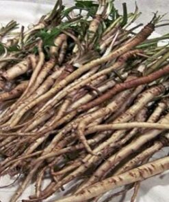 Rễ Bồ Công Anh Khô Thượng Hạng SATOSO - Ảnh 4
