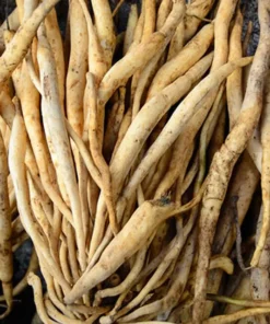 Củ bách bộ khô SATOSO - Ảnh 4