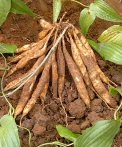 Củ bách bộ khô SATOSO - Ảnh 3