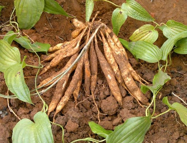 Củ bách bộ khô SATOSO - Ảnh 3