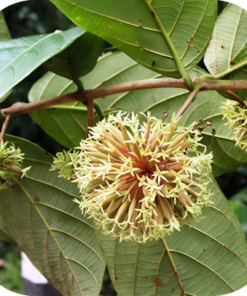 Cây Câu Đằng Khô SATOSO