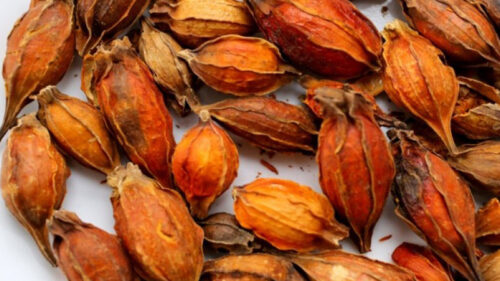 Quả dành dành khô thương hiệu SATOSO
