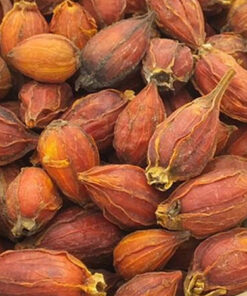Quả dành dành khô thương hiệu SATOSO - Ảnh 3