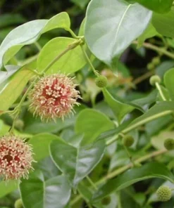 Cây Câu Đằng Khô SATOSO - Ảnh 3
