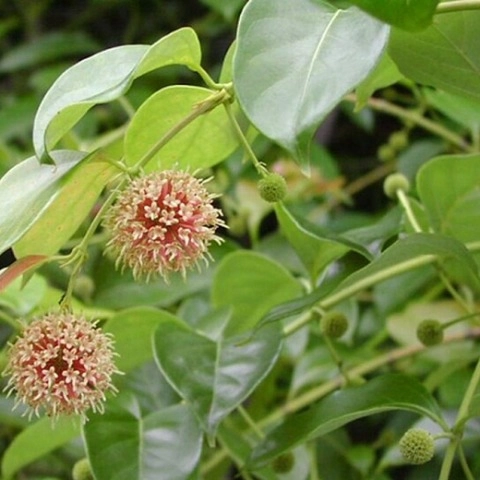 Cây Câu Đằng Khô SATOSO - Ảnh 3