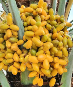 Chà là mật hữu cơ SATOSO - Ảnh 3