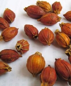 Quả dành dành khô thương hiệu SATOSO - Ảnh 2