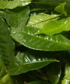 Lá chè Xanh Khô Thái Nguyên SATOSO - Ảnh 6