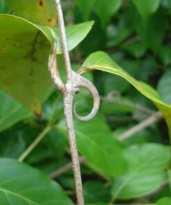 Cây Câu Đằng Khô SATOSO - Ảnh 6