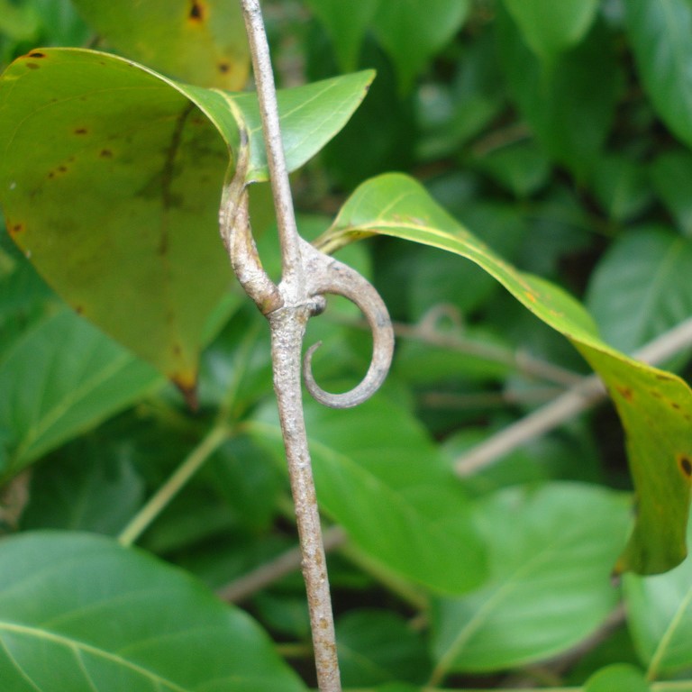 Cây Câu Đằng Khô SATOSO - Ảnh 6