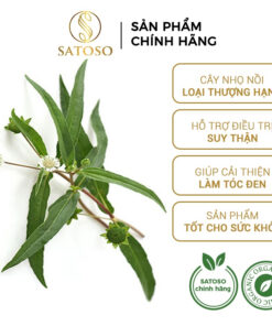 Cây Nhọ Nồi Thượng Hạng: Bí Quyết Thảo Mộc Tự Nhiên Cho Sức Khỏe