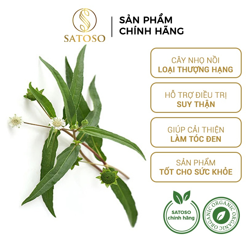Cây Nhọ Nồi Thượng Hạng SATOSO