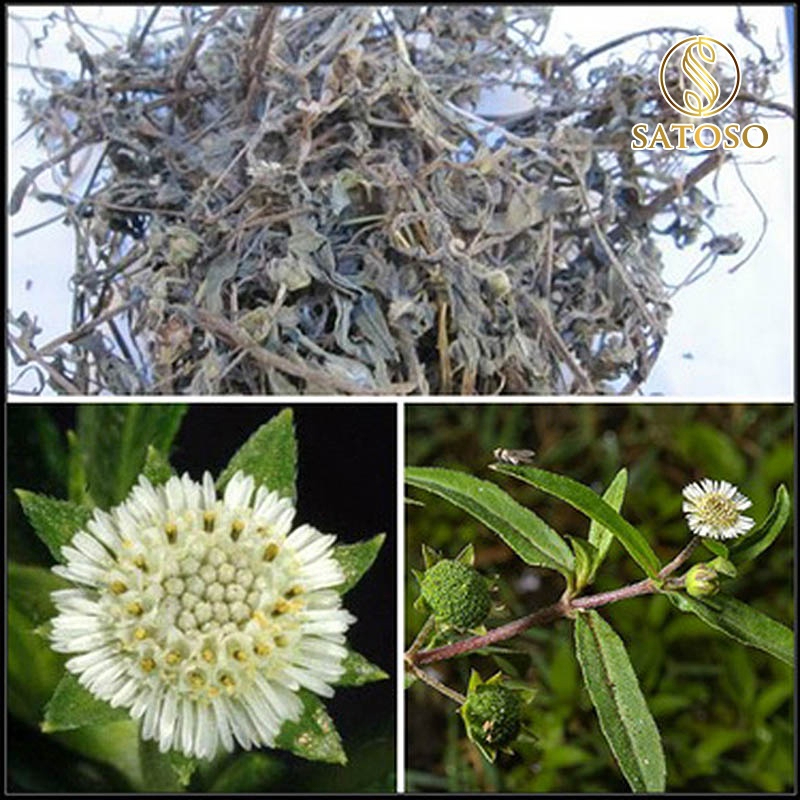 Cây Nhọ Nồi Thượng Hạng SATOSO - Ảnh 2