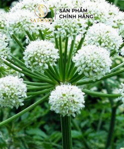 Đương Quy Khô SATOSO - Ảnh 4