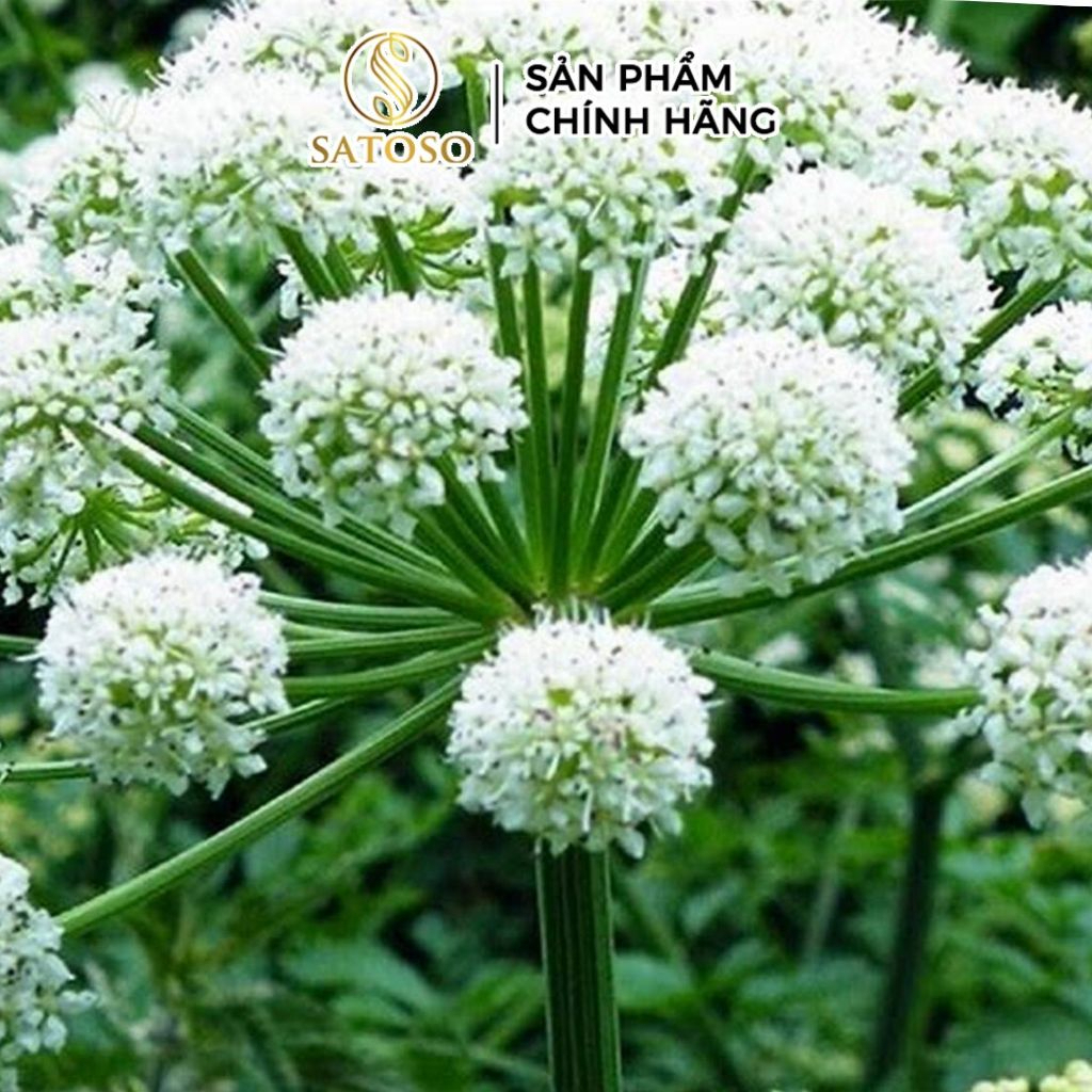 Đương Quy Khô SATOSO - Ảnh 4