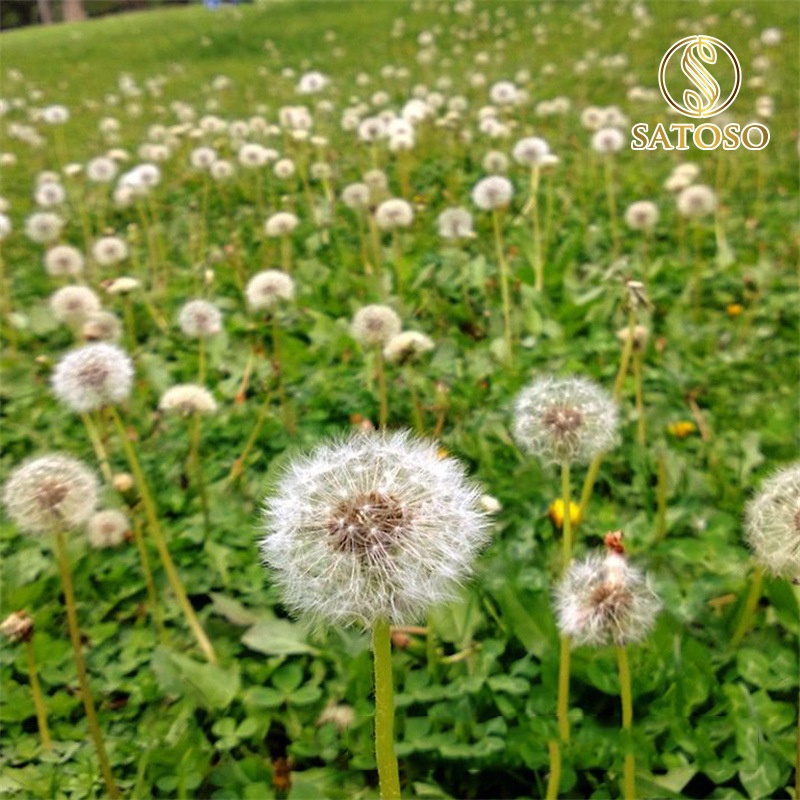 Bồ Công Anh Khô SATOSO - Ảnh 4