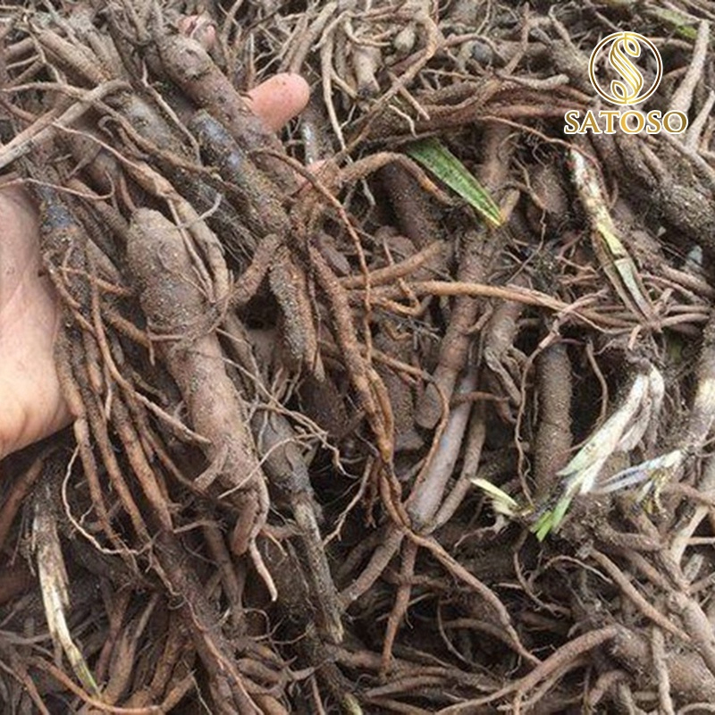 Sâm Cau Đen Khô SATOSO - Ảnh 4