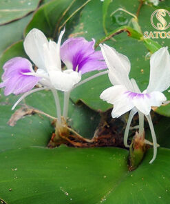 Củ địa liền khô SATOSO - Ảnh 3