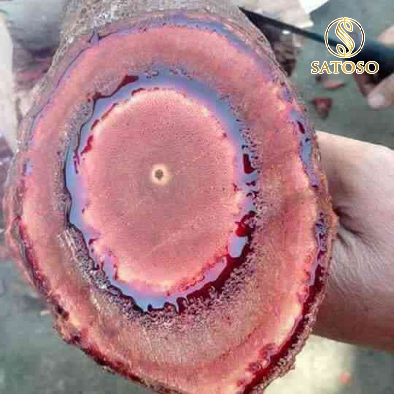 Cây Cỏ Máu Khô SATOSO - Ảnh 5