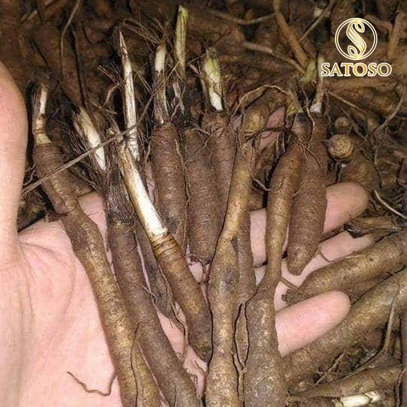 Sâm Cau Đen Khô SATOSO - Ảnh 5