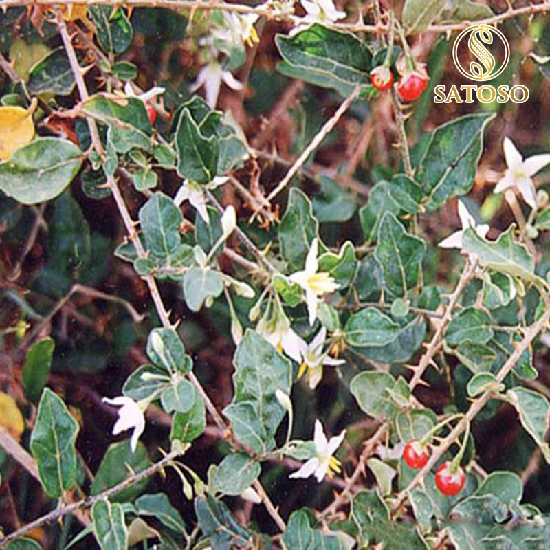 Cà Gai Leo Khô SATOSO - Ảnh 5