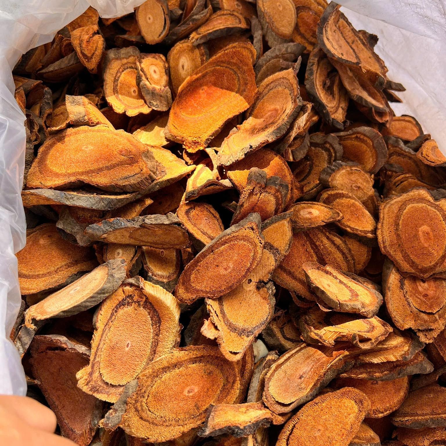 Cây Cỏ Máu Khô SATOSO - Ảnh 3