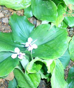 Củ địa liền khô SATOSO - Ảnh 4