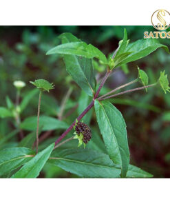 Cây Nhọ Nồi Thượng Hạng SATOSO - Ảnh 6