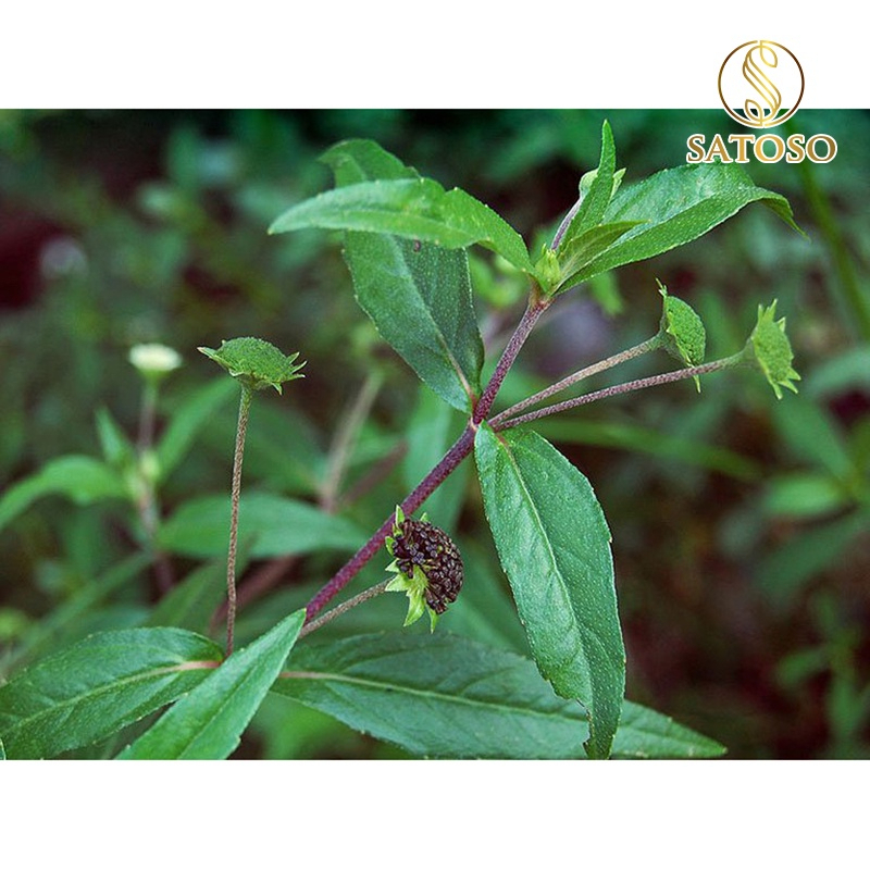 Cây Nhọ Nồi Thượng Hạng SATOSO - Ảnh 6