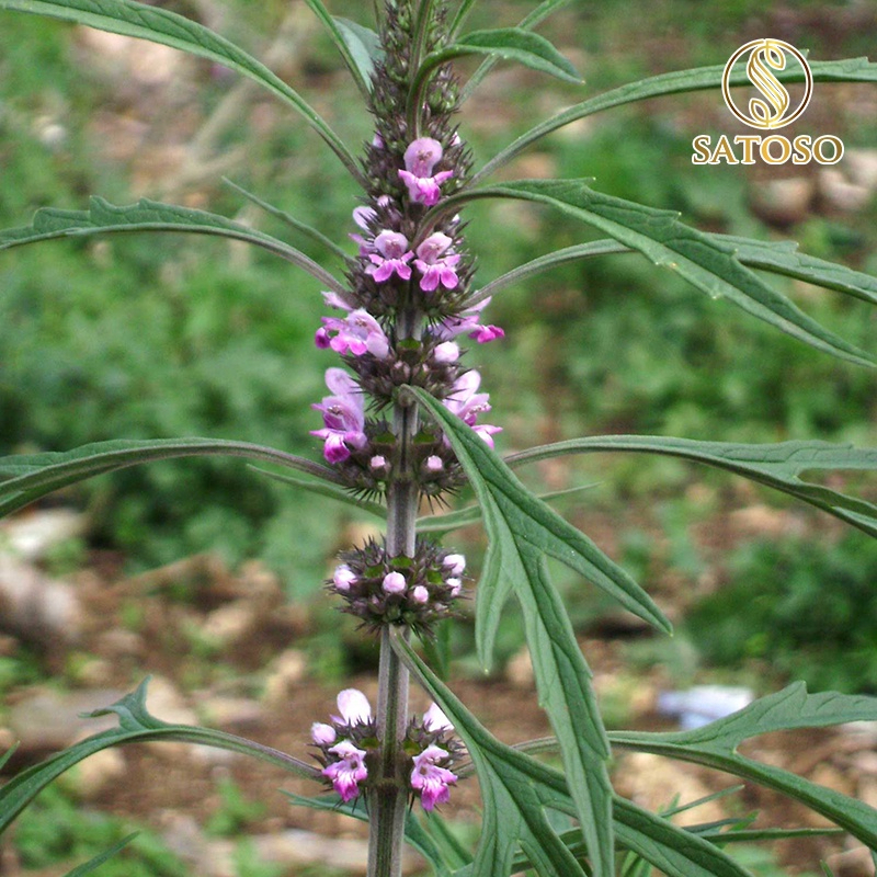 Ích Mẫu khô SATOSO - Ảnh 6