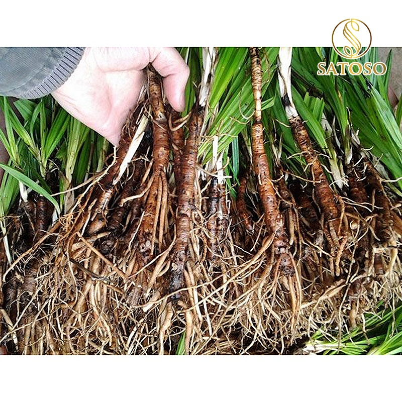 Sâm Cau Đen Khô SATOSO - Ảnh 7