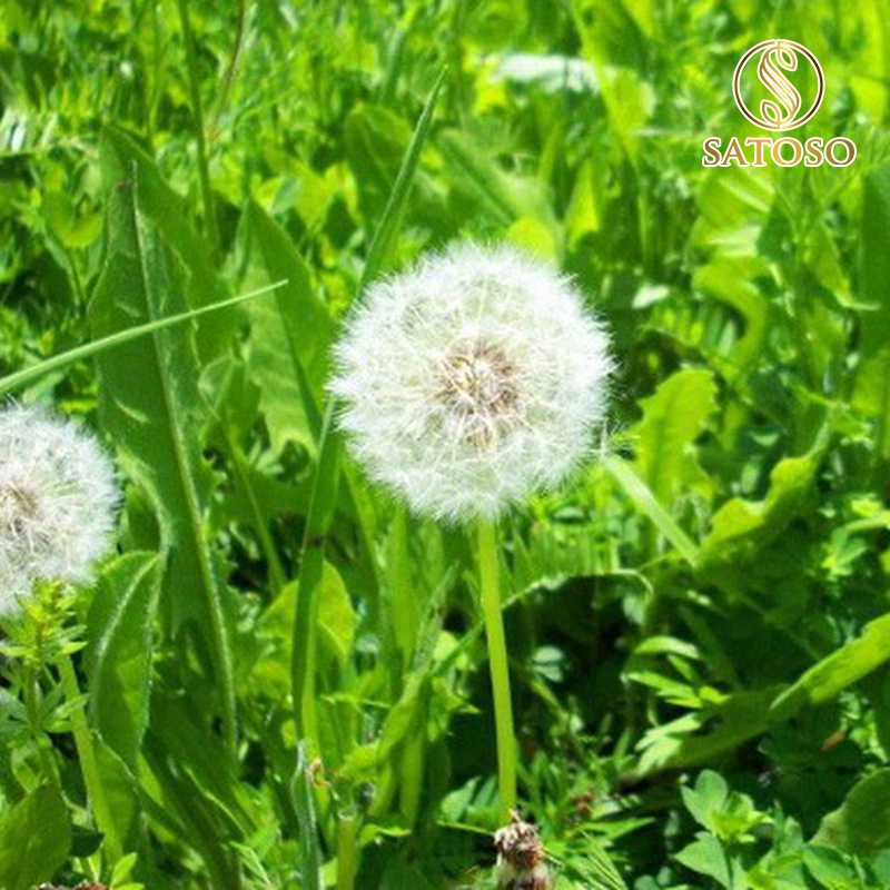 Bồ Công Anh Khô SATOSO - Ảnh 8