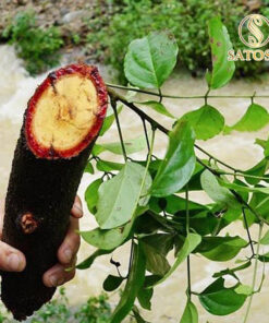 Cây Cỏ Máu Khô SATOSO - Ảnh 8