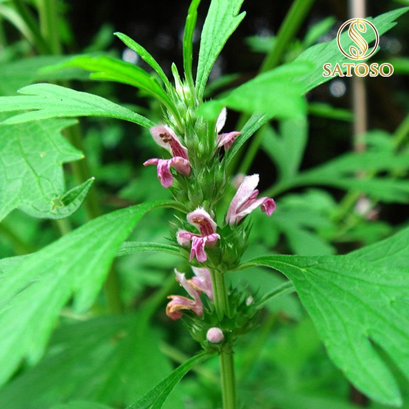 Ích Mẫu khô SATOSO - Ảnh 9