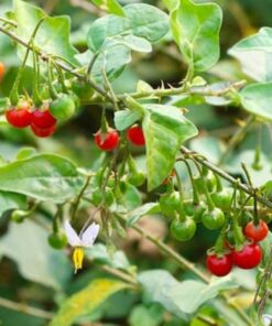 Tác dụng của Cà Gai Leo Khô: Bí quyết bảo vệ gan hiệu quả