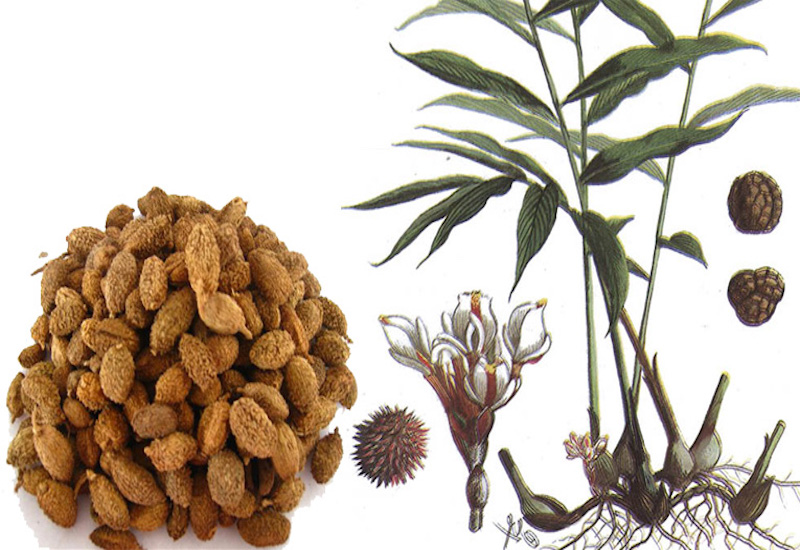 Sa Nhân Khô SATOSO - Ảnh 4