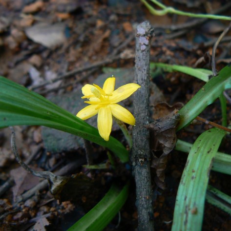 Sâm Cau Đỏ SATOSO - Ảnh 6