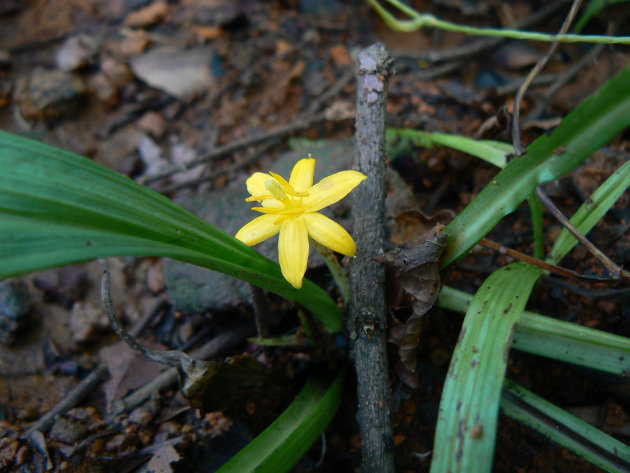 Sâm Cau Đỏ SATOSO - Ảnh 5