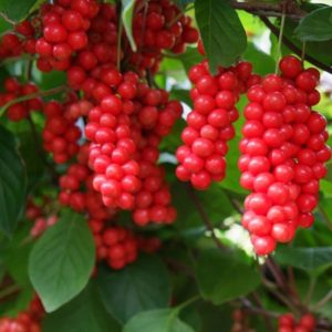 Ngũ Vị Tử Khô SATOSO - Ảnh 3