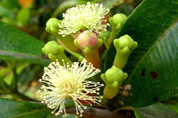 Đinh Hương Khô SATOSO - Ảnh 6