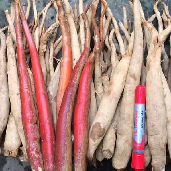 Sâm Cau Đỏ SATOSO - Ảnh 5