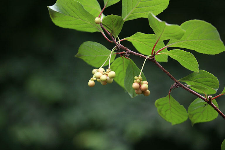 Ngũ Vị Tử Khô SATOSO - Ảnh 2