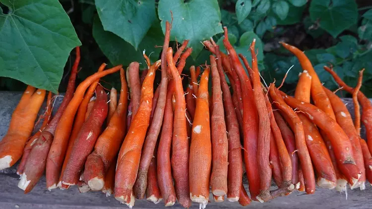 Sâm Cau Đỏ SATOSO - Ảnh 6