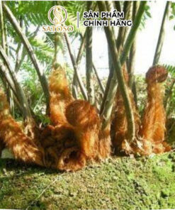 Cẩu Tích (Lông Culi) Khô SATOSO - Ảnh 5