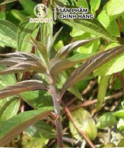 Cây Dòi Thân Tím Khô (Bọ Mắm) SATOSO