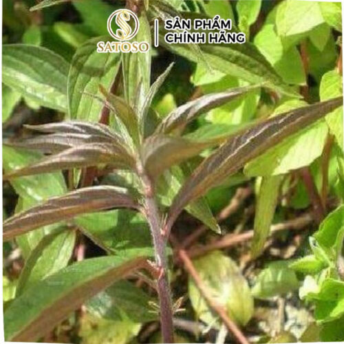 Cây Dòi Thân Tím Khô (Bọ Mắm) SATOSO