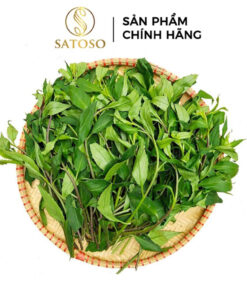 Cây bầu đất tím Satoso
