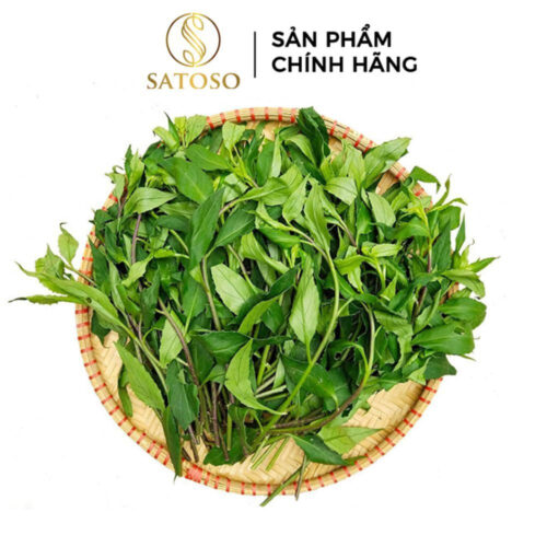 Cây bầu đất tím Satoso